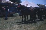 "Folk Festival: T.V. Show" by Lillian Walters and William Walters